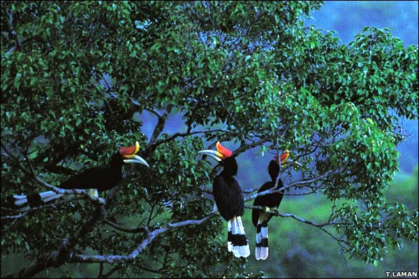 Hutan Yang Kita Harapkan Adalah Didalamnya Banyak Hutan Yang Kita Harapkan Adalah Didalamnya Banyak
