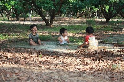 ทำลำไยอบแห้งคุณภาพส่งออก