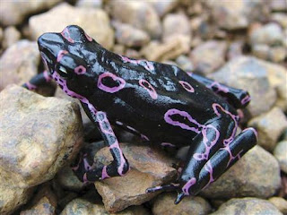 purple-frog.jpg