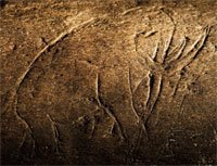 [VB63_060409_BoneEtching_Large.jpg]