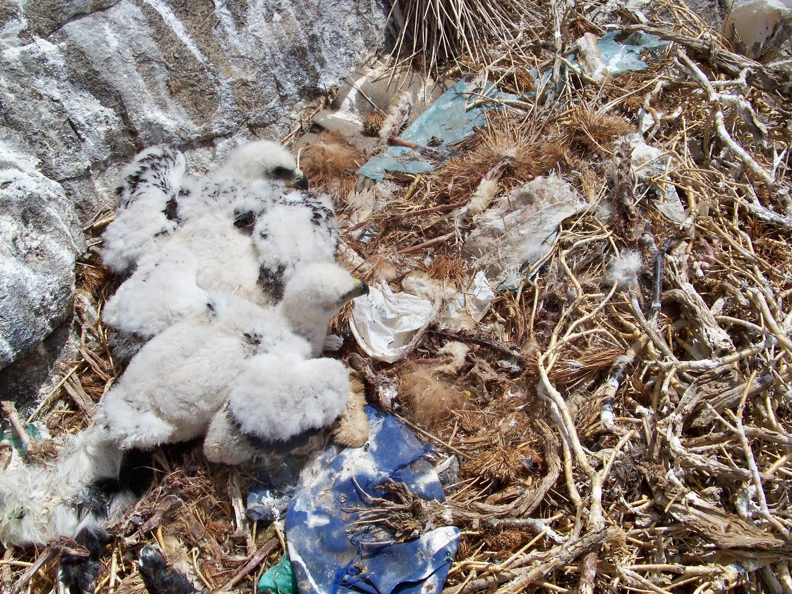 July 2010 Page 2 Stephen Bodio