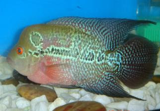 Lohan Ikan profile by yelbingo.com - people search engi