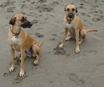 Doggies+pictures
