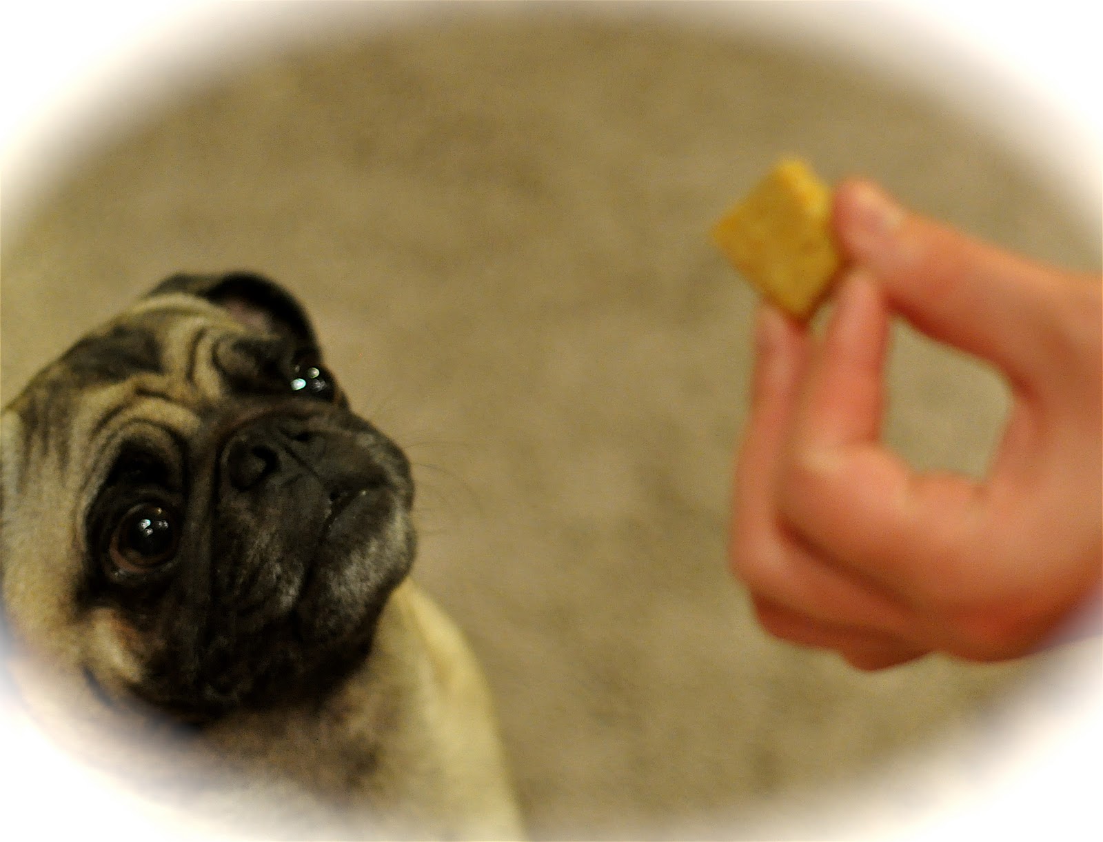 Ashley's Cooking Adventures Homemade Bacon & Cheddar Dog Treats