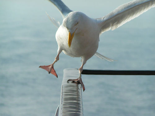 [off+balance+seagull.jpg]