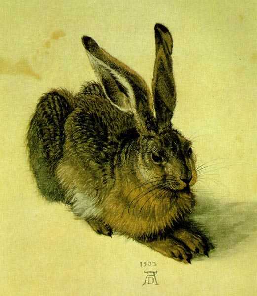[hare.jpg]