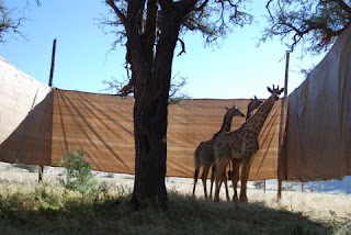 Giraffe on NamibRand Nature Reserve in their holding pen