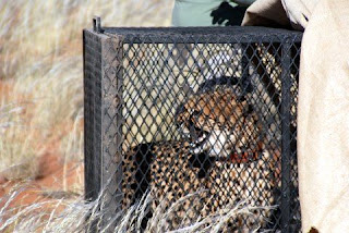 Cheetah released on NamibRand Nature Reserve