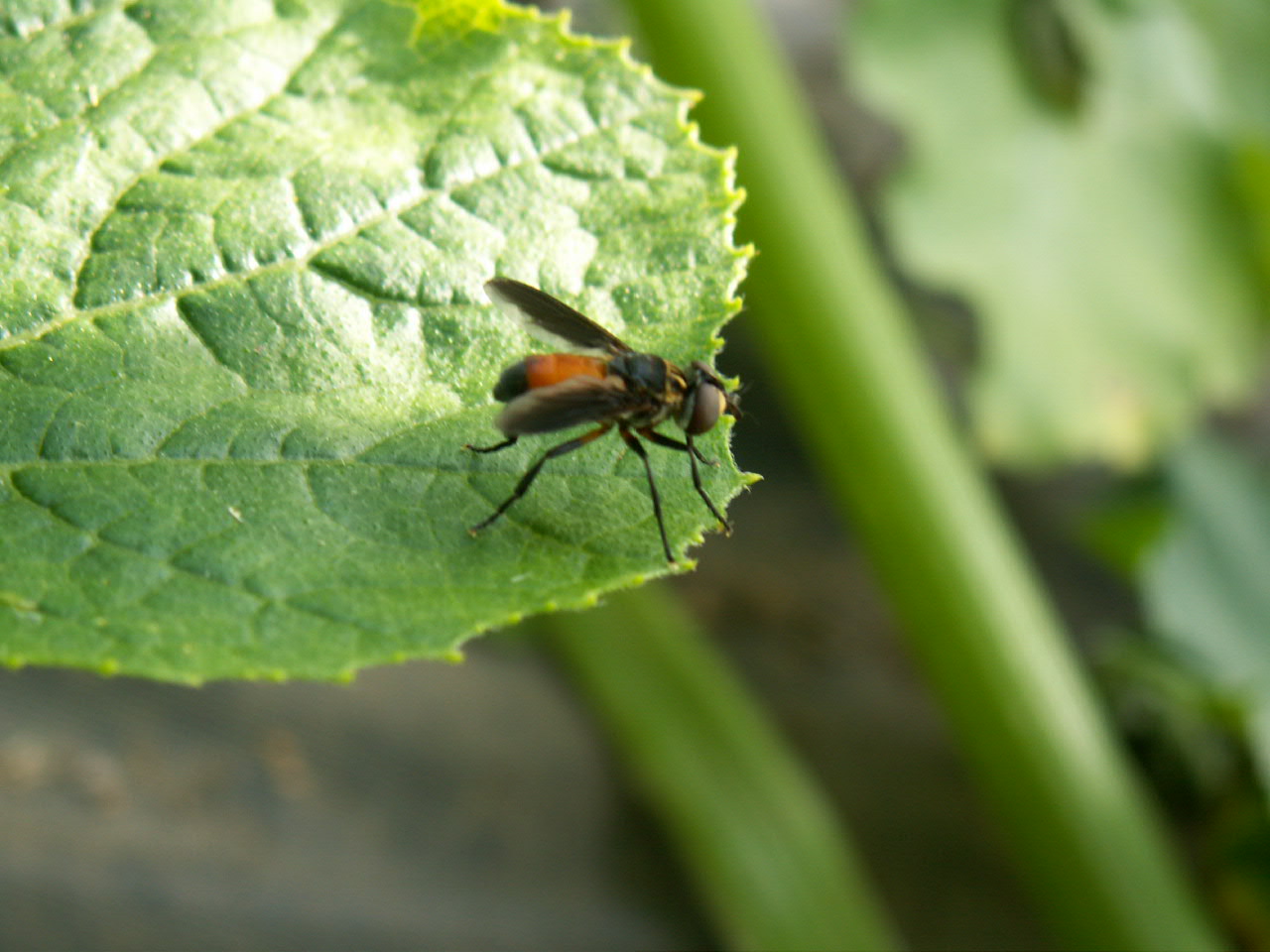 6 Ways to Get Rid of Squash Bugs in Your Garden Naturally