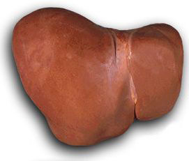 healthy-liver.jpg