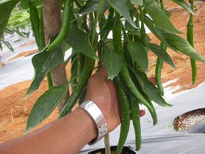 benih pokok vanilla