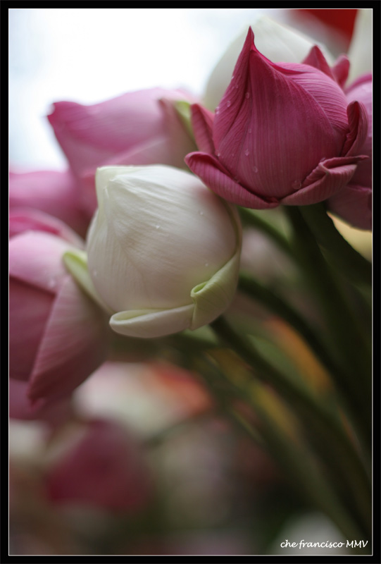 [lotus-flowers-for-offering.jpg]