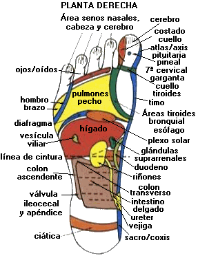Reflexoterapia Pie