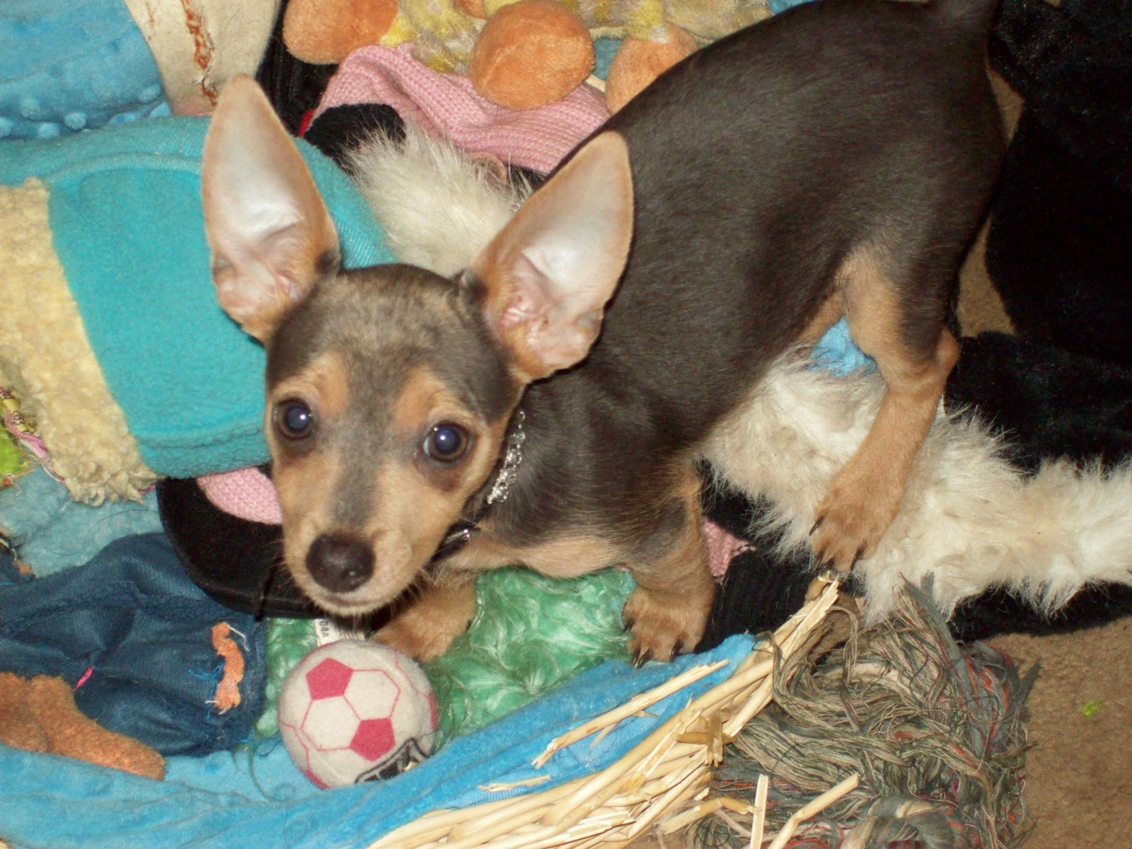 Growing Up Border Collies And Chorkies Just Don T Mix