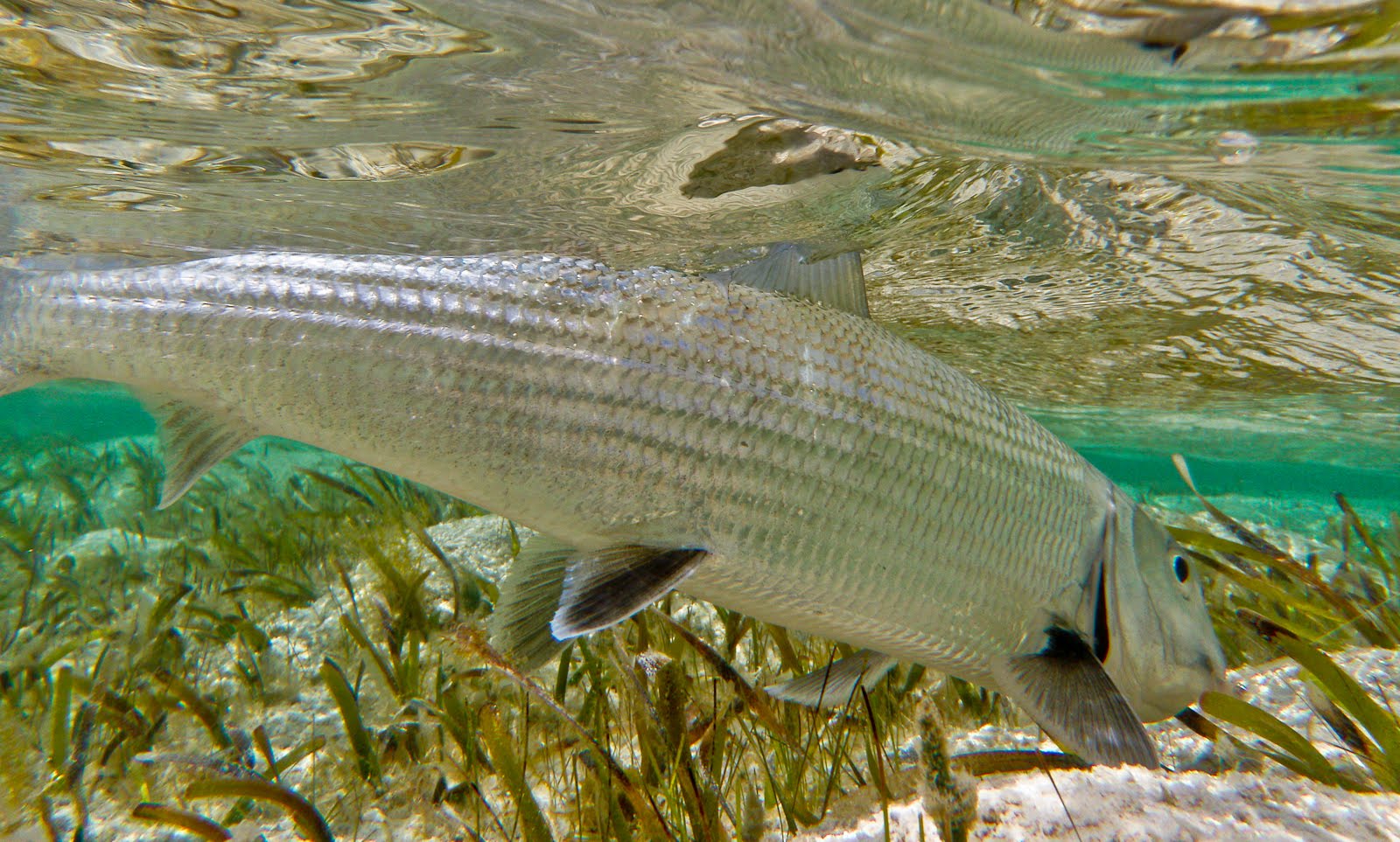 angling on the fly trip report beyond the blue at south the hardest decision