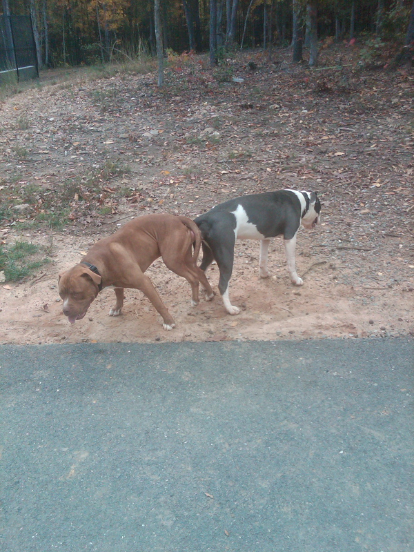 What To Do If My Dogs Are Stuck Together