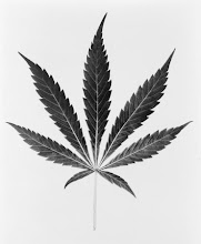 MARIJUANA