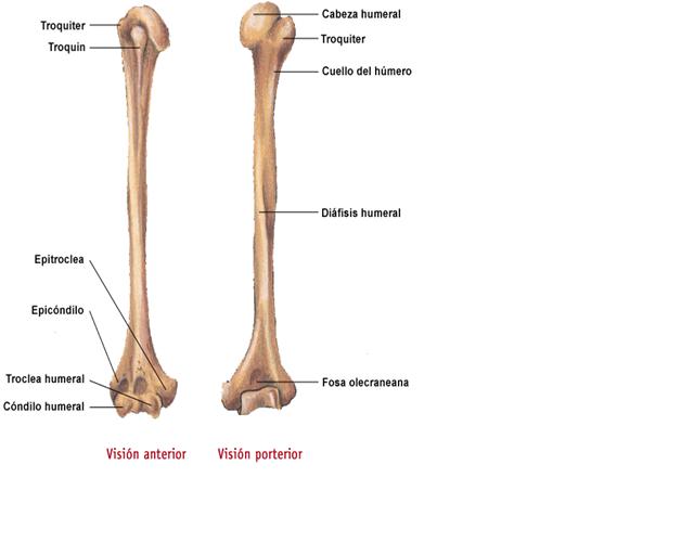 Anatomia Del Hombro