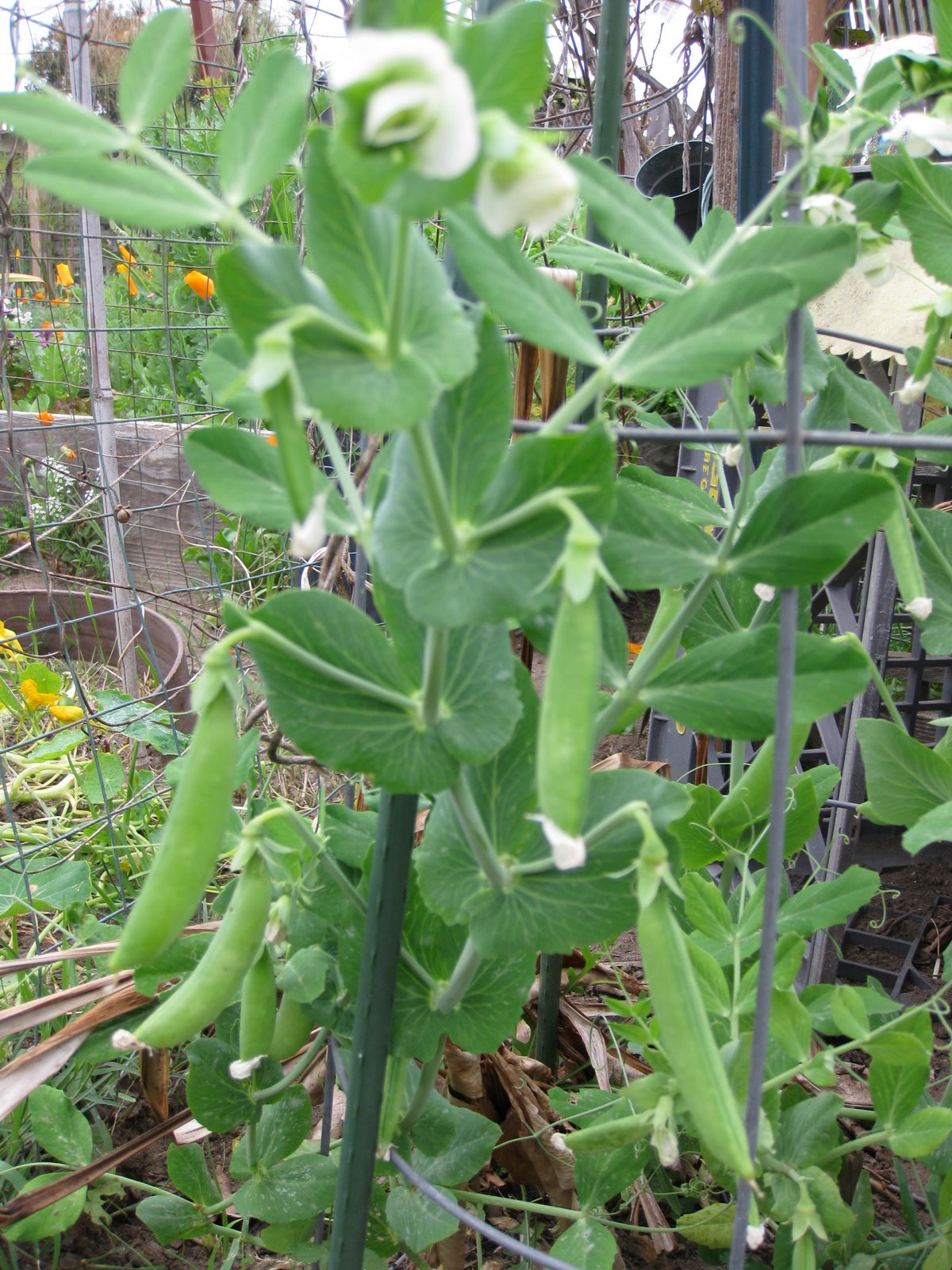 Arugula Too Sugar snap pea pods maturing