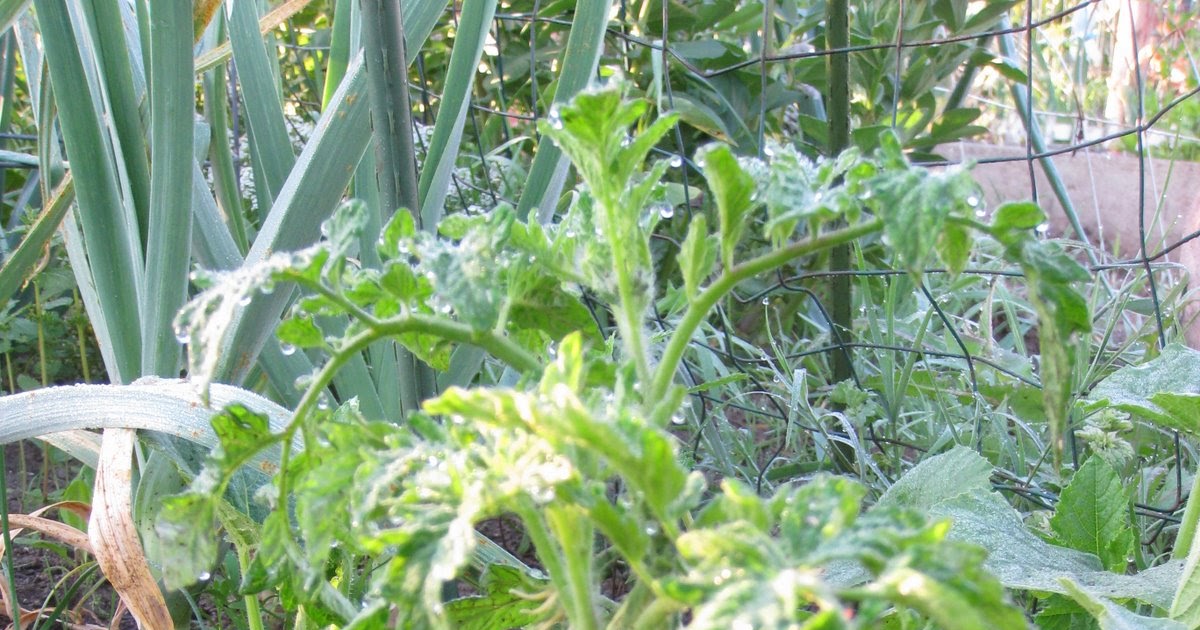 Arugula Too Cold tolerant tomato, Valencia