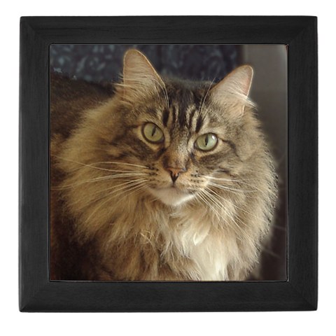 Maine Coon Large Cat