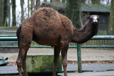 A camel, courtesy of Morguefile