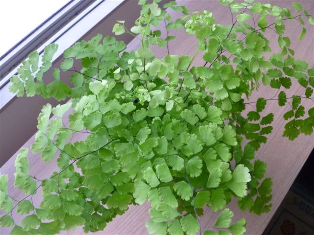 1a aula de jardinagem na TV – substratos A Menina do Dedo Verde 1a aula de jardinagem na TV – substratos A Menina do Dedo Verde
