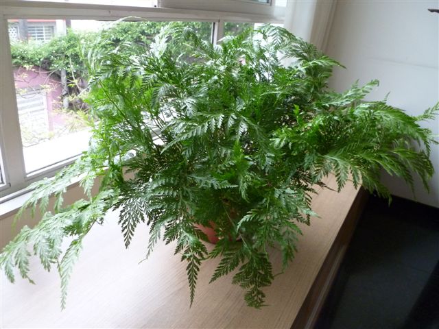 1a aula de jardinagem na TV – substratos A Menina do Dedo Verde 1a aula de jardinagem na TV – substratos A Menina do Dedo Verde