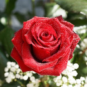 [rosa+8.jpg]