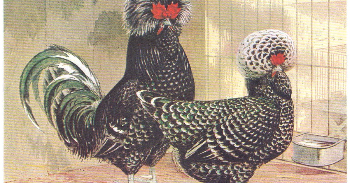 The Official Blog Three French Hens