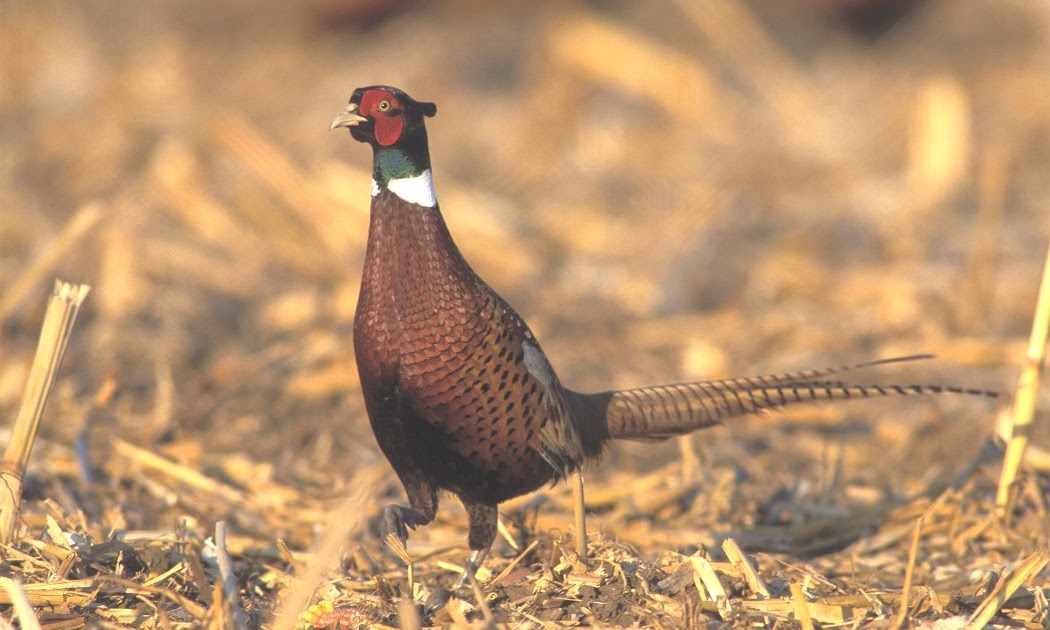 The Official Blog Five Gold Rings