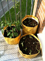 lettuce, spinach, chilli and sweet peppers in yellow planter bags
