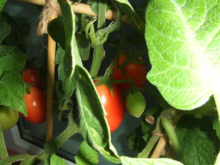 green and red tomatoes on the vine