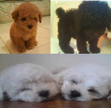 Toy Poodle for SALE!!!