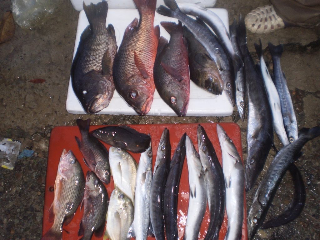 Ikan Tembaring