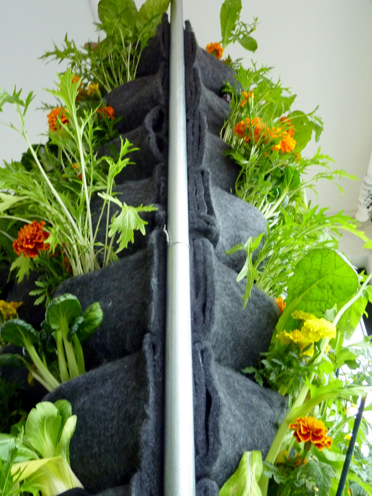 ... Vegetable Farming While Employing Aquaponic Directory For Gardening