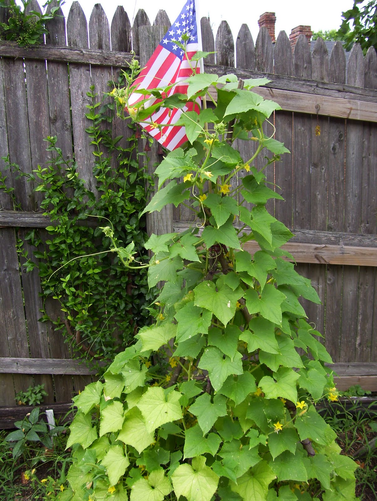 Food Storage Recipes and Things