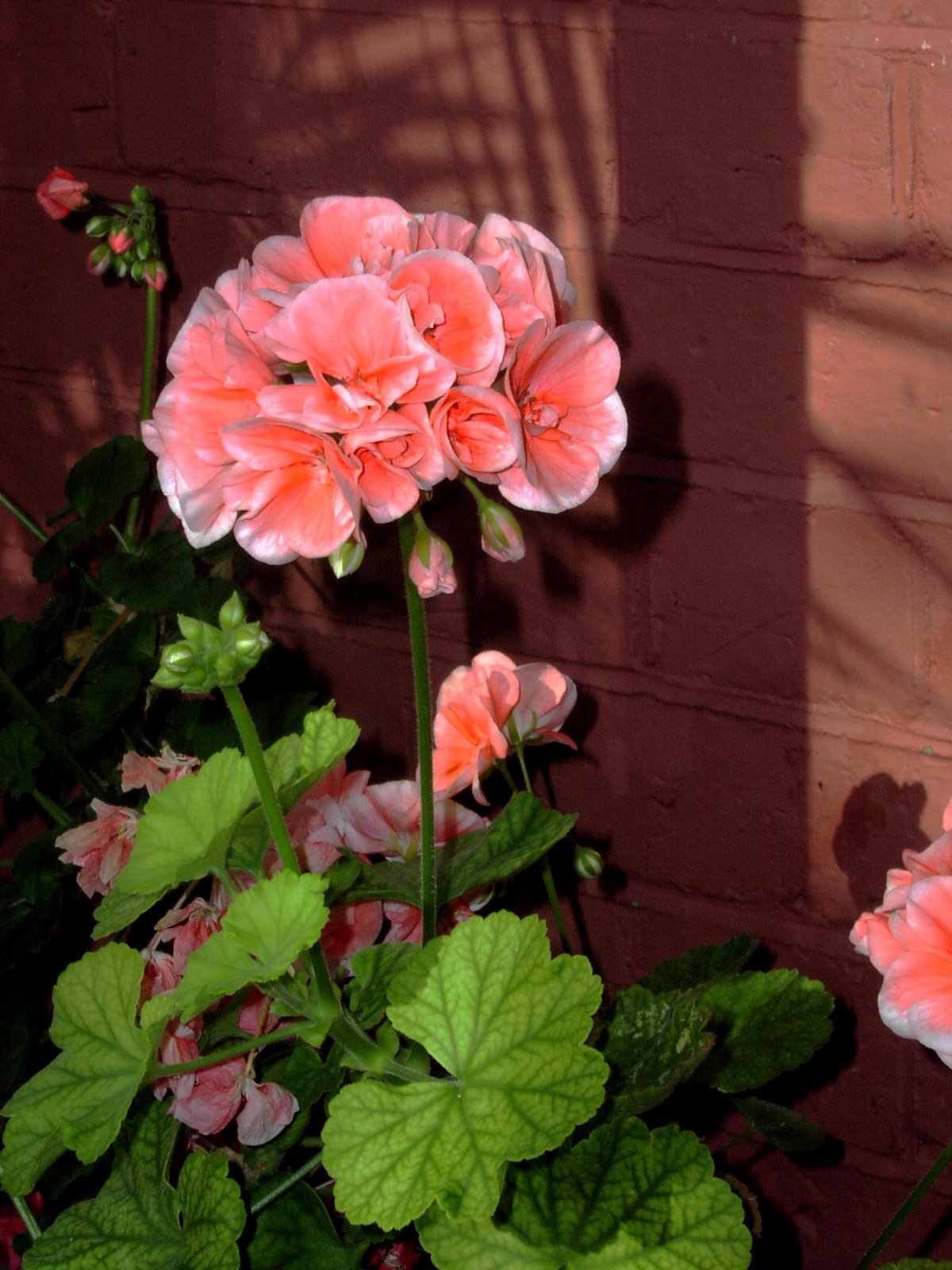 [geranium.JPG]