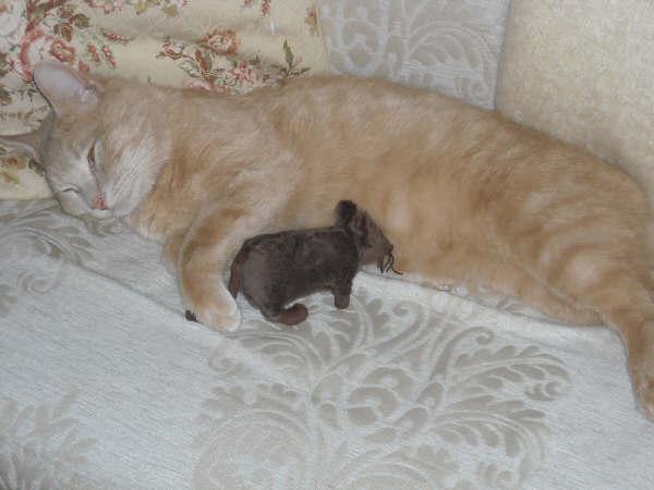 [douggie+&+mr+rat.jpg]