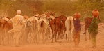 Nomadic cattle-centered way of life is threatened by droughts.