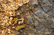 Te reflejas en el agua