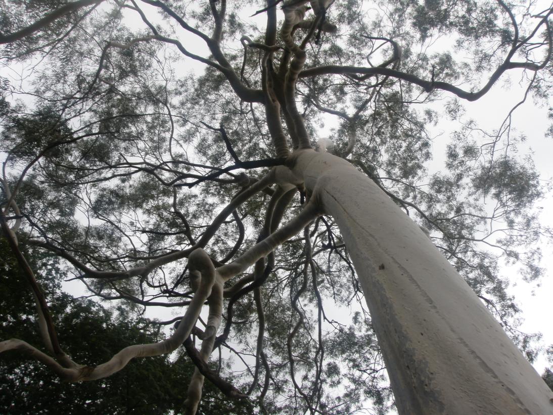 [Eucalyptus2.jpg]
