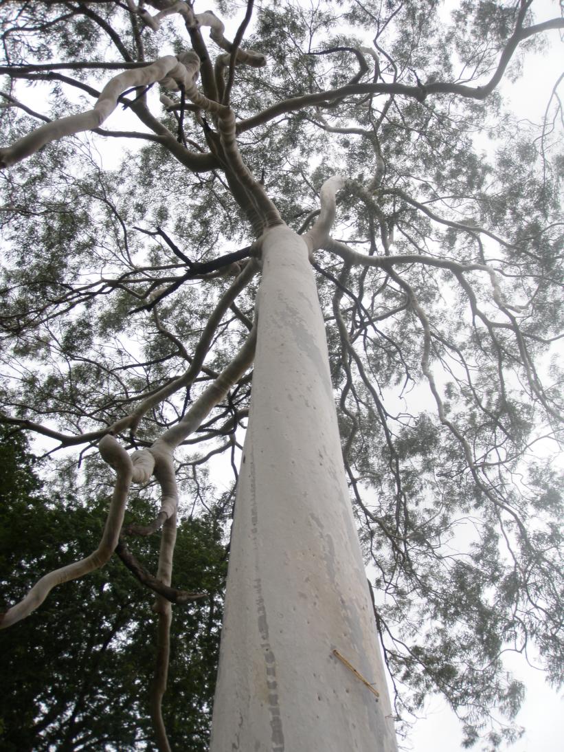 [Eucalyptus.jpg]