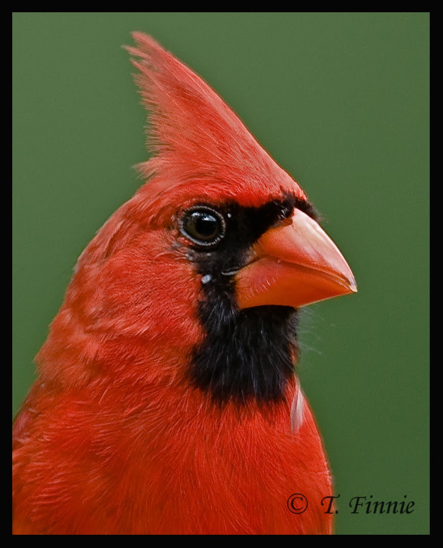 Thomas Finnie Photography Blue Jays, Cardinals and Woodpeckers