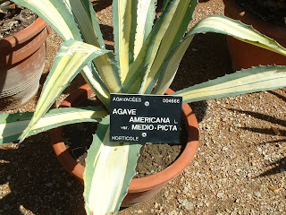 Une agave jaune et verte Une agave jaune et verte