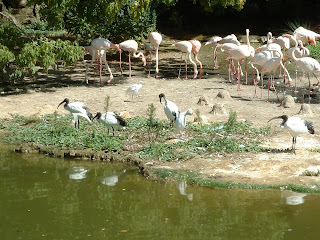Ibis blanc et noirs devant des flamands Ibis blanc et noirs devant des flamands