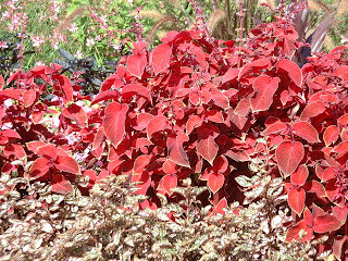 Massif de colleus rouge Fleurs rouges