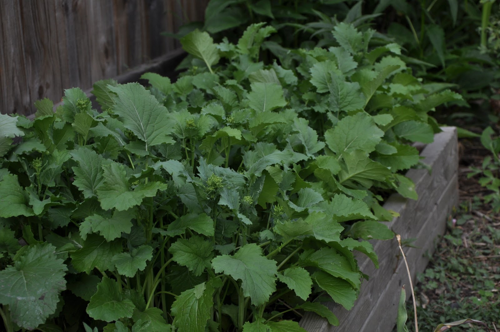Densely Plant Your Broccoli Raab My Skinny Garden