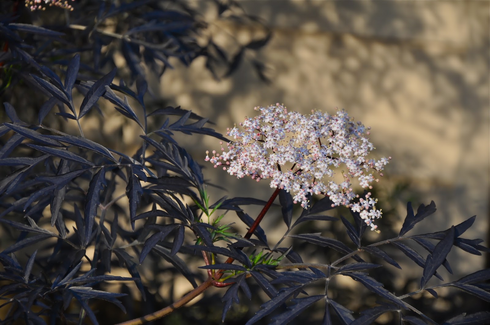 How Elderberry Can Naturally Boost Your Immune System One Green