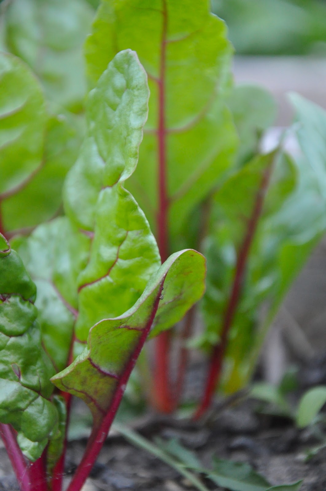 Baby Swiss Chard My Skinny Garden